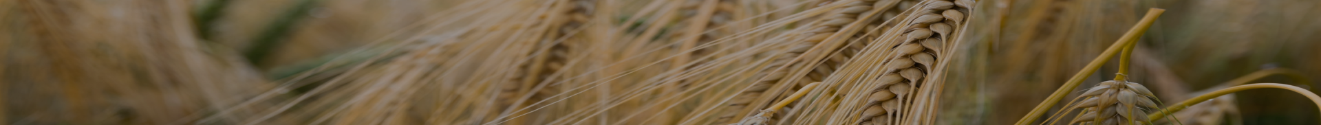 Photo 3 de l'annonce Recherche importateurs pour farine de blé export