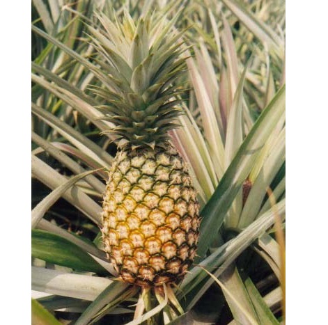 matières premières agricoles maïs, noix brute de cajou brute, piment sec chili, arachide, pistache africaine décortiquée, maïs