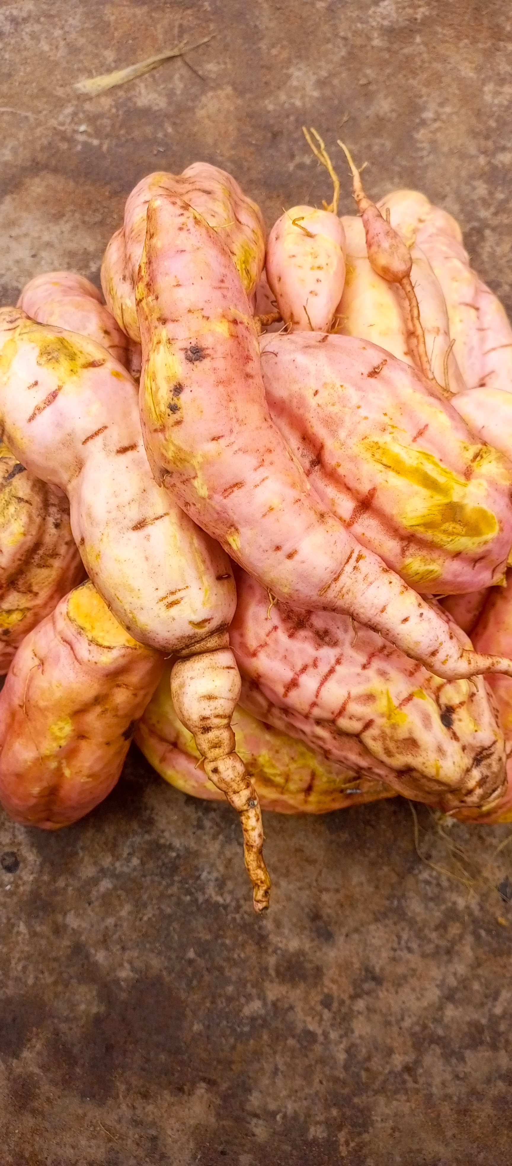 Patates douces à chair orange au Bénin – Plus de 20 tonnes disponibles