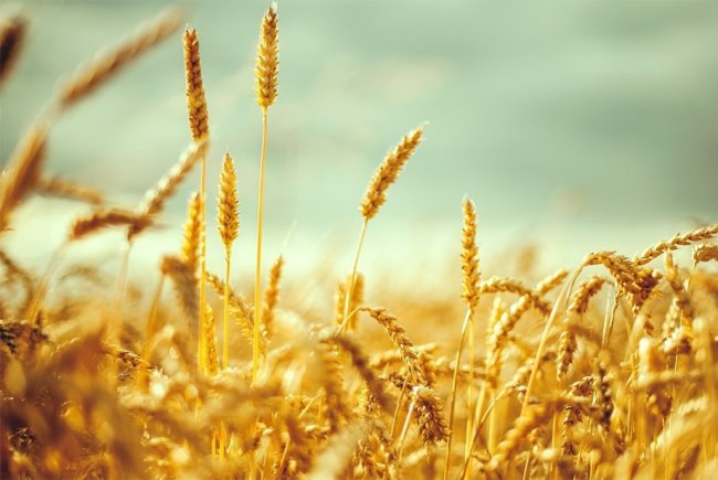 Photo 4 de l'annonce Recherche importateurs pour farine de blé export